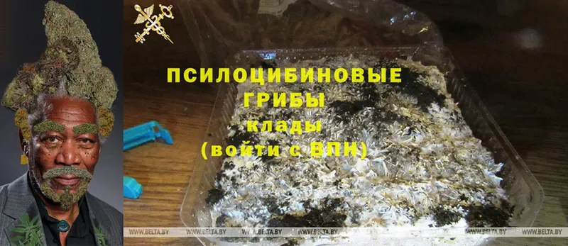 Галлюциногенные грибы MAGIC MUSHROOMS  darknet телеграм  Гудермес 